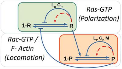 Mass-Conservation Increases Robustness in Stochastic Reaction-Diffusion Models of Cell Crawling